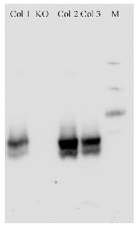 NRT1,1 | Nitrate transporter 1,1 in the group Antibodies Plant/Algal / Developmental Biology / Signal transduction at Agrisera AB (Antibodies for research) (AS12 2611)
